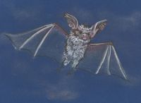 Fur Flies